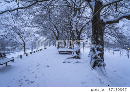 雪景色 木 屋外 37130347