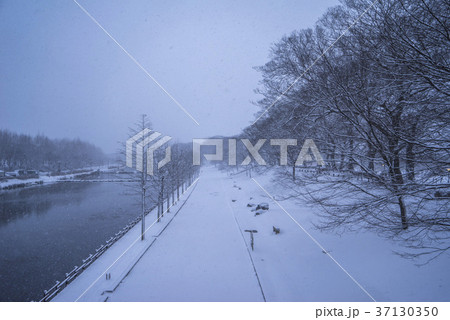 雪景色 風景 木 37130350