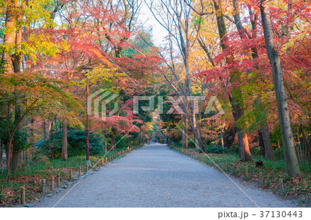 京都　下鴨神社　糺の森の紅葉　 37130443
