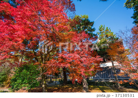 京都 相国寺の紅葉の写真素材