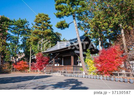 京都 相国寺の紅葉 勅使門の写真素材