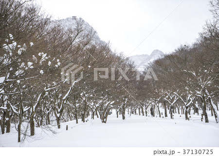 木 風景 季節 37130725
