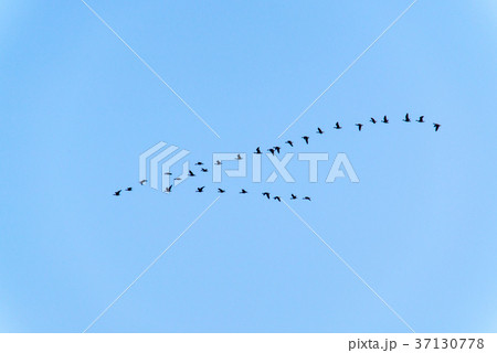 鳥 ガチョウ 韓国 37130778