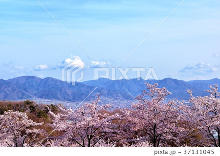 富士山と満開の桜 37131045