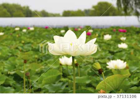 蓮 花 自然 37131106