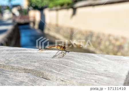欄干に止まるトンボ 37131410