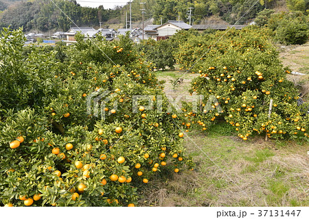 【愛媛県 今治市】いよかん畑と民家 【愛媛県 今治市】いよかん畑と民家 37131447