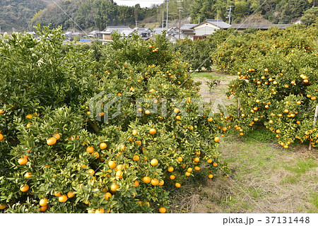 【愛媛県 今治市】いよかん畑と民家 【愛媛県 今治市】いよかん畑と民家 37131448