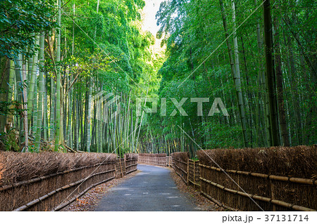 京都府向日市 竹の径 京都府向日市 竹の径 37131714