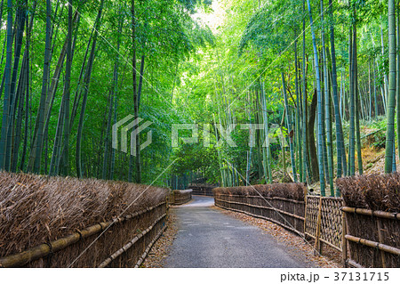 京都府向日市 竹の径 京都府向日市 竹の径 37131715