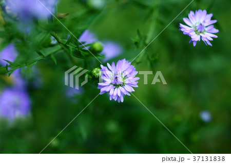 アスターの薄紫色の花の写真素材