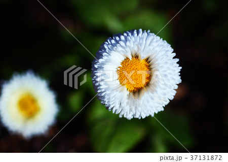 デージー　白いポンポンマムの花 37131872