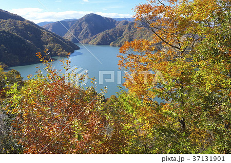 徳山湖六社神社跡宮展望台の紅葉 37131901