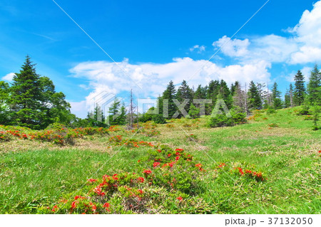 美ヶ原 王ヶ鼻 美ヶ原 王ヶ鼻 37132050