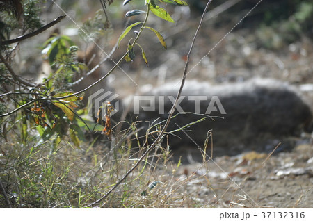 群馬の魅力 群馬の魅力 37132316