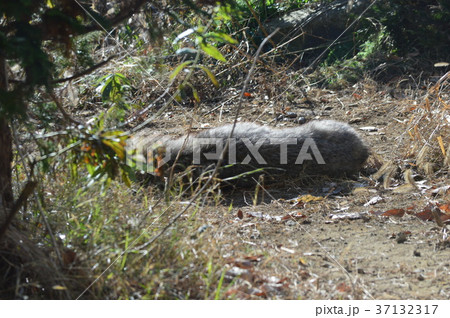 群馬の魅力 37132317