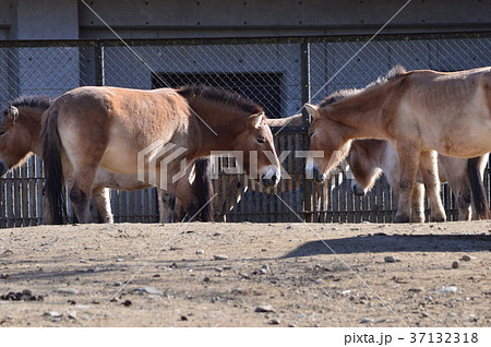 群馬の魅力 37132318