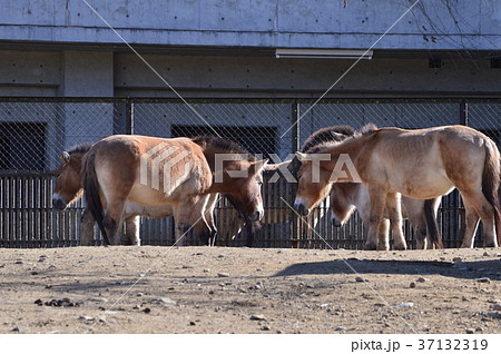 群馬の魅力 37132319