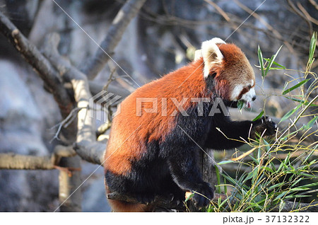 群馬の魅力 37132322