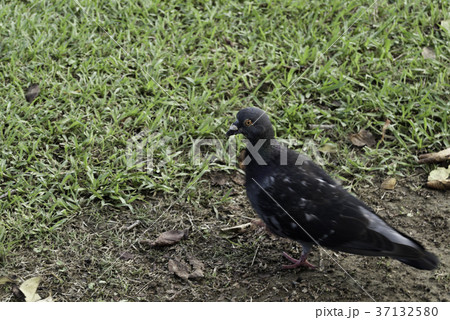 鳩と芝生 37132580
