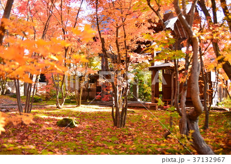 称念寺の庭 37132967