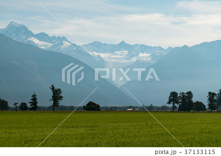 Fox Glacier over green field, New Zealand Fox Glacier over green field, New Zealand 37133115