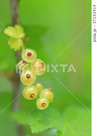 山桜桃梅 37133414