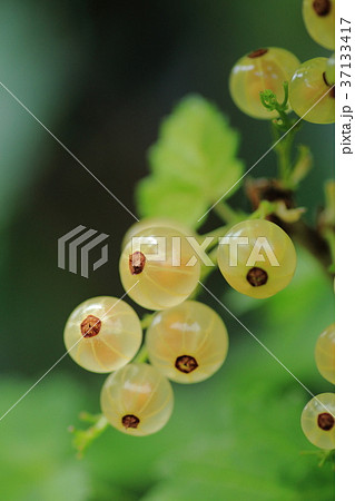 山桜桃梅 37133417