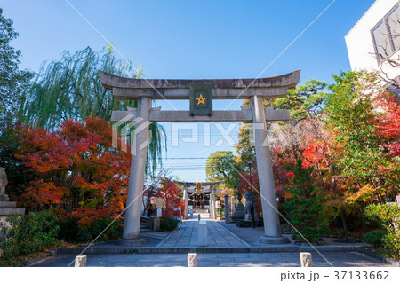 京都 晴明神社の紅葉 京都 晴明神社の紅葉 37133662