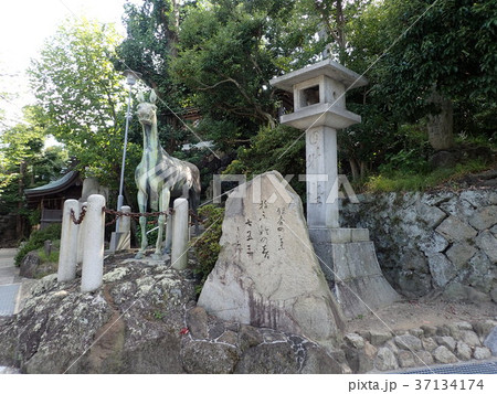 香川県高松市の氏神として市民に親しまれている石清尾八幡宮 37134174