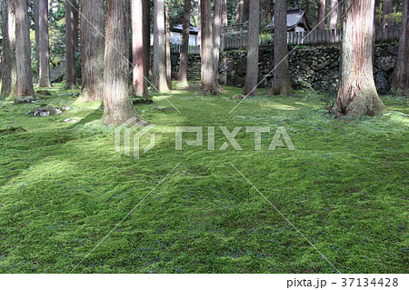 平泉寺白山神社 37134428