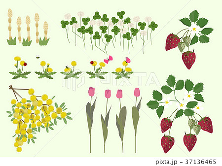 春の植物のイラスト 春の花 季節のイラスト のイラスト素材