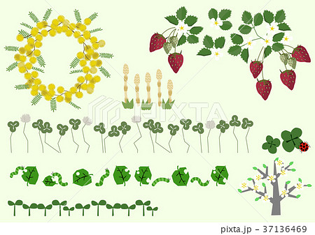 春の植物のイラスト。春の花。季節のイラスト。 春の植物のイラスト。春の花。季節のイラスト。 37136469