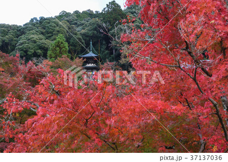 禅林寺(永観堂)紅葉 37137036