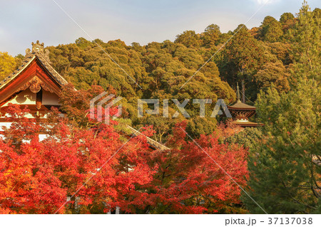 禅林寺(永観堂)紅葉 禅林寺(永観堂)紅葉 37137038
