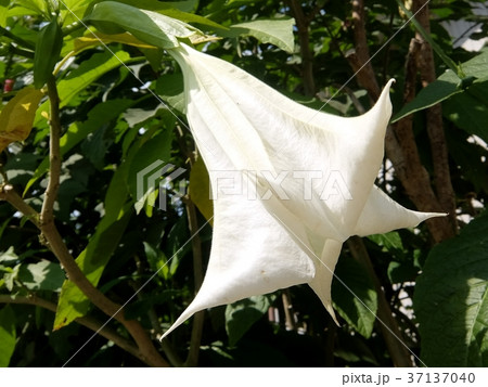 低木に特徴のある大形(20~30cm)で下向きの花をつけます 低木に特徴のある大形(20~30cm)で下向きの花をつけます 37137040