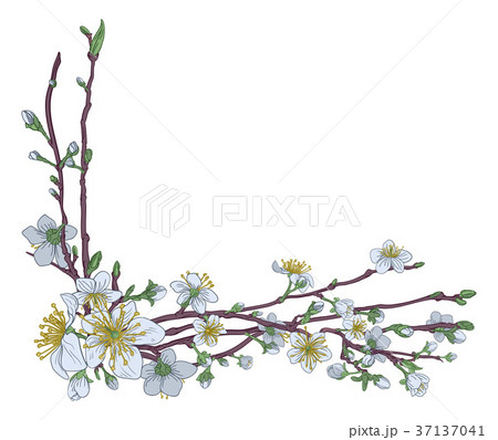 Peach Cherry Blossom Flowers Corner Design 37137041