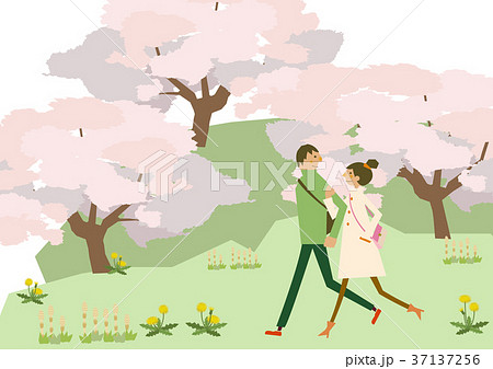 満開の桜と散歩するカップル。春のハイキング。季節のイメージ。 37137256