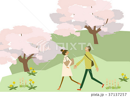 満開の桜と散歩するカップル。春のハイキング。季節のイメージ。 37137257