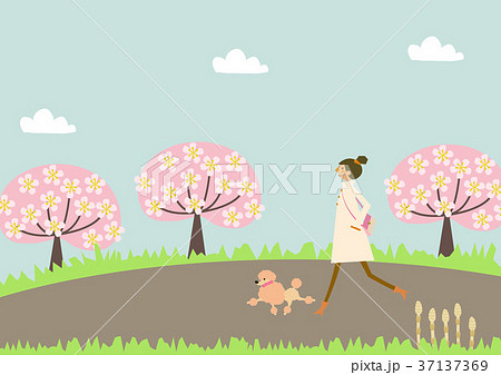 犬の散歩をする女性 満開の桜 春のイメージ のイラスト素材
