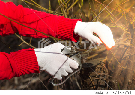 Man pruning tree brunch with pruning shears 37137751