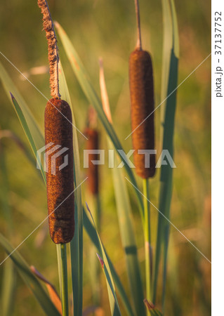 Cattails and Reeds next to the river Cattails and Reeds next to the river 37137752