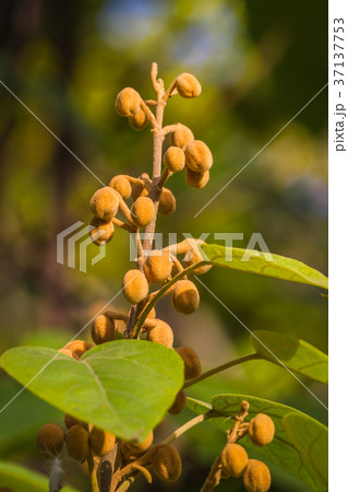 bud of a paulownia tomentosa from china bud of a paulownia tomentosa from china 37137753
