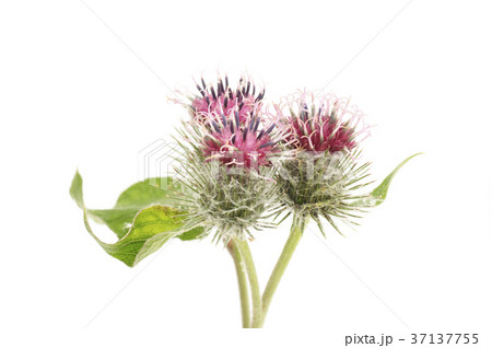 ごぼうの花 37137755