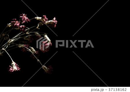 枯れたカーネーションの写真素材