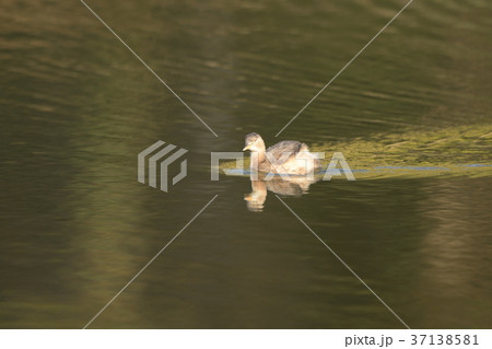 水面を泳ぐカイツブリ 37138581