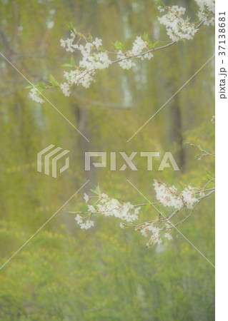 風景写真 植物 癒し ポストカード 山吹の花と桜　春風と桜　北国の春　みちのくの花　眠そうな春 37138681