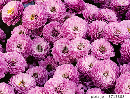 Chrysanthemum macro flowers 37138884
