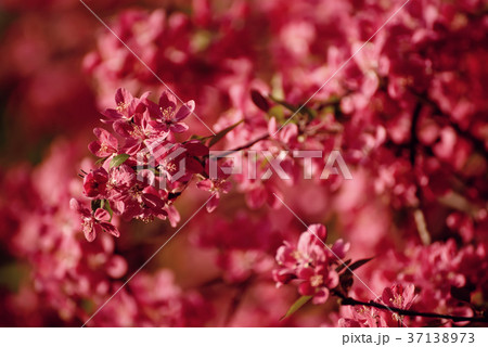 Red apple blossoms 37138973