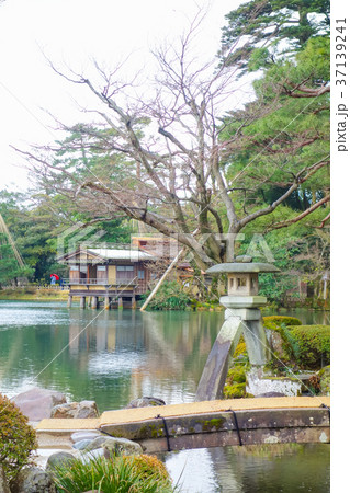 兼六園　冬の徽軫灯籠（石川県・金沢市） 37139241